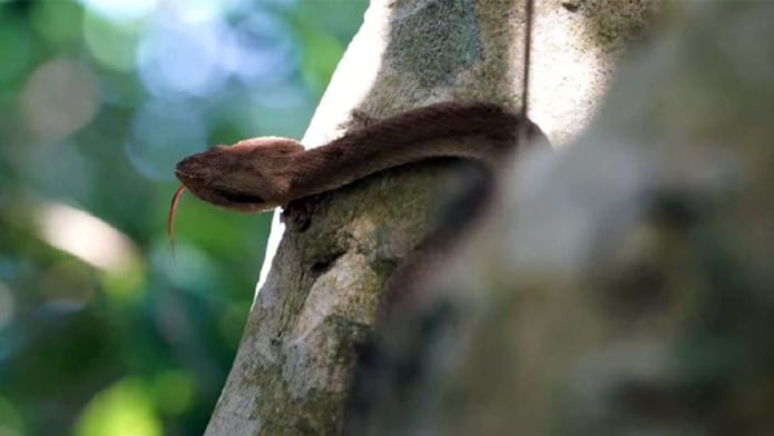 Bothrops insularis, una serpiente de color marrón amarillento que puede medir hasta 70 centímetros