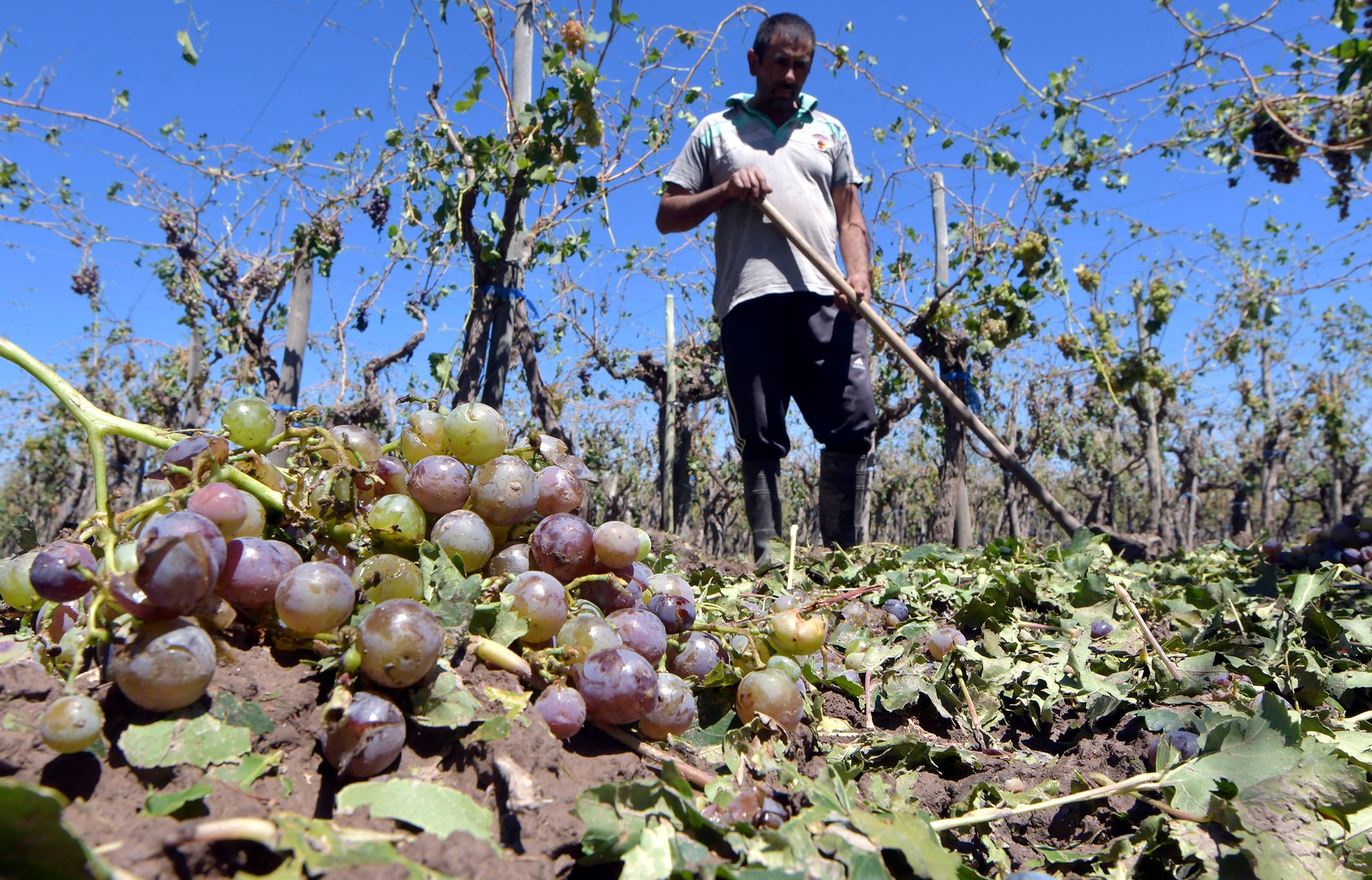 El contratista de Buen Orden, San Martín, Javier Méndez (43) perdió la cosecha de uvas. Foto: Orlando Pelichotti / Los Andes