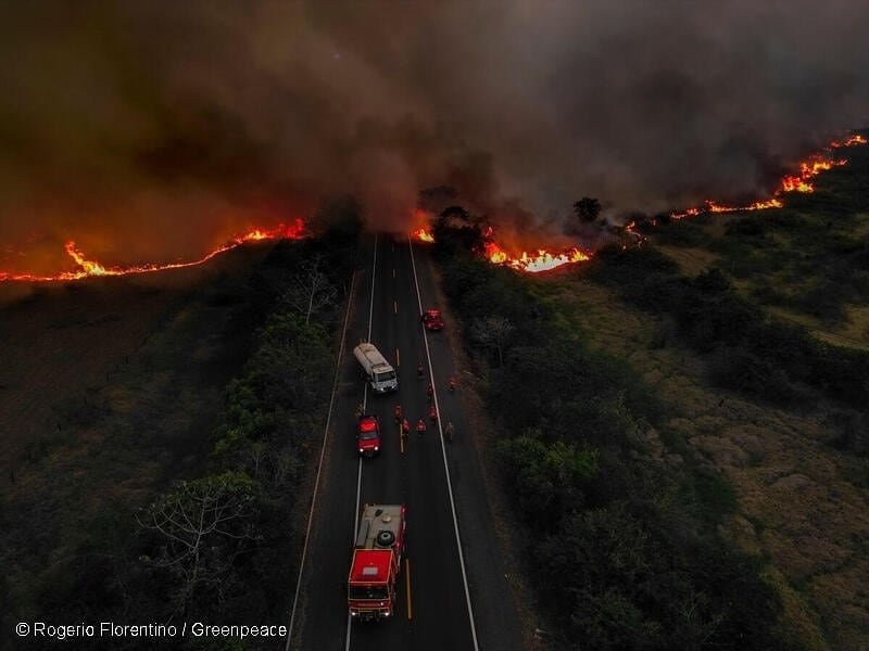 El fuego afectó más de 84.000 hectáreas. Foto: Gentileza Greenpeace.