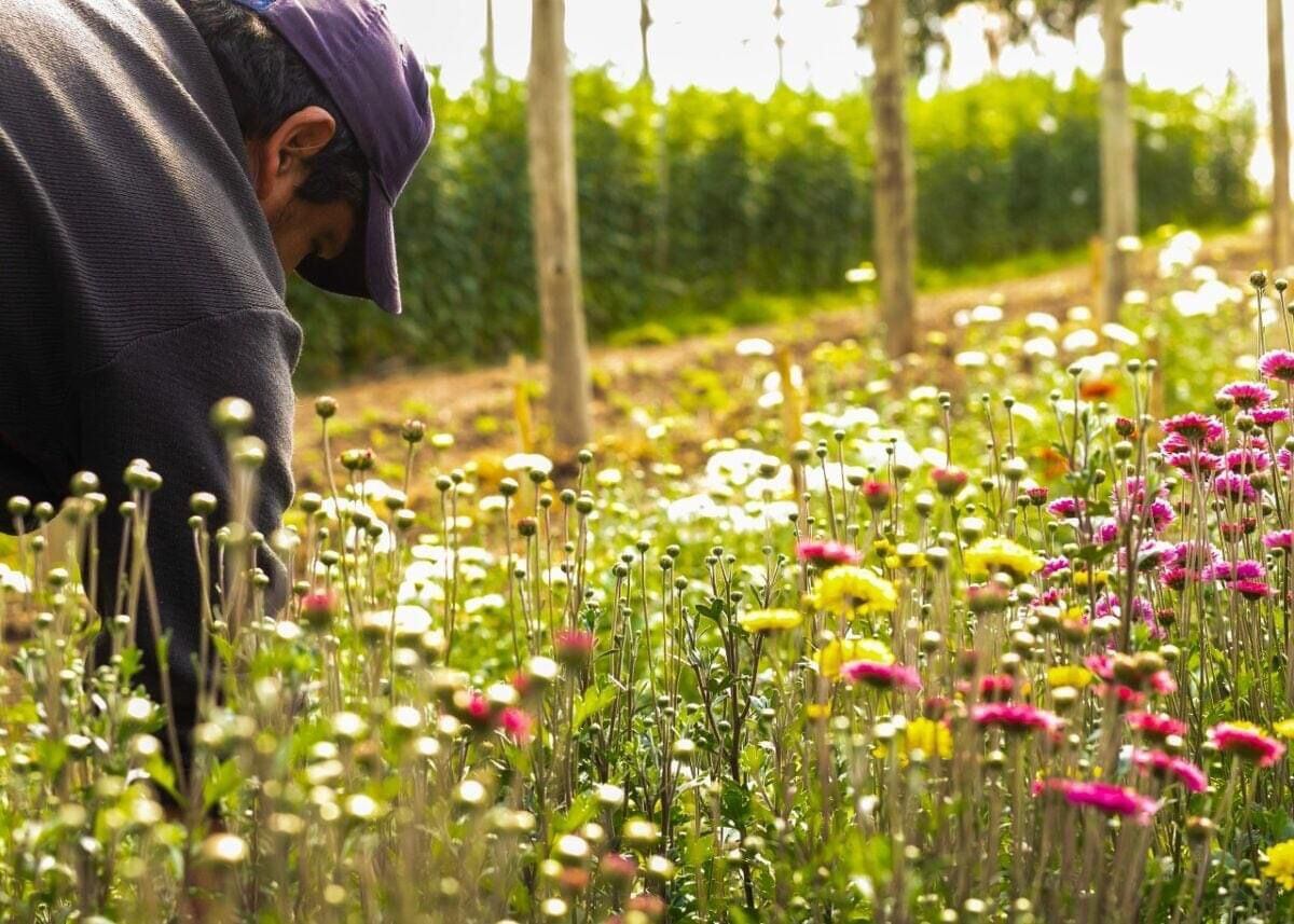 Vuelve la Feria de Flores y Plantas de Maipú. Foto: Prensa Maipú