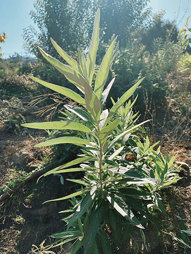 Artemisia douglasiana Besser de la zona de Cuyo, conocida como “matico”