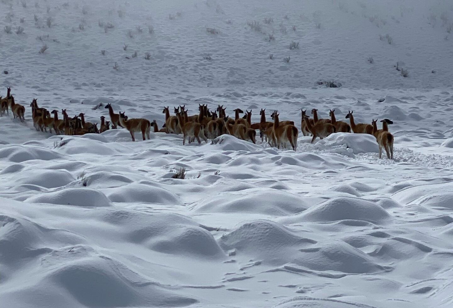 Guanacos en la nieve y en la cordillera mendocina. Foto: Gentileza Pablo Orellano (Imagen ilustrativa)