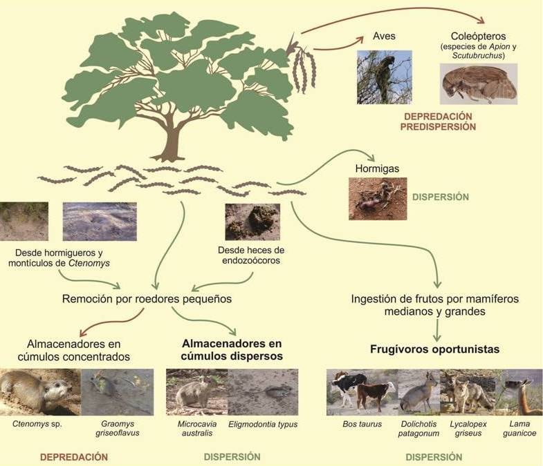 Interacciones entre el algarrobo dulce (Neltuma flexuosa) y los animales que remueven sus vainas y dispersan o depredan sus semillas.