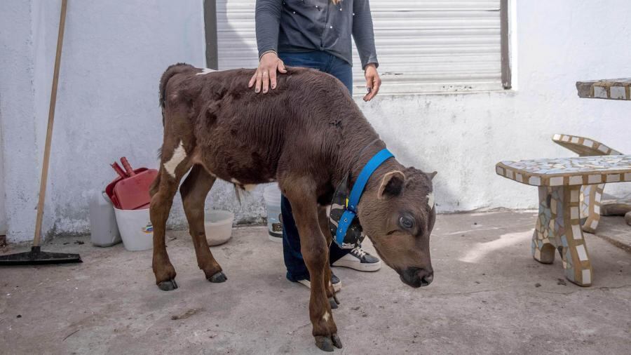 En su nuevo hogar, Mitch "va a estar entre perros, caballos, patos, cabras, toros y gansos. En un lugar que es atendido por 30 personas que adoran a los animales", detalló Golmar. Foto: Télam