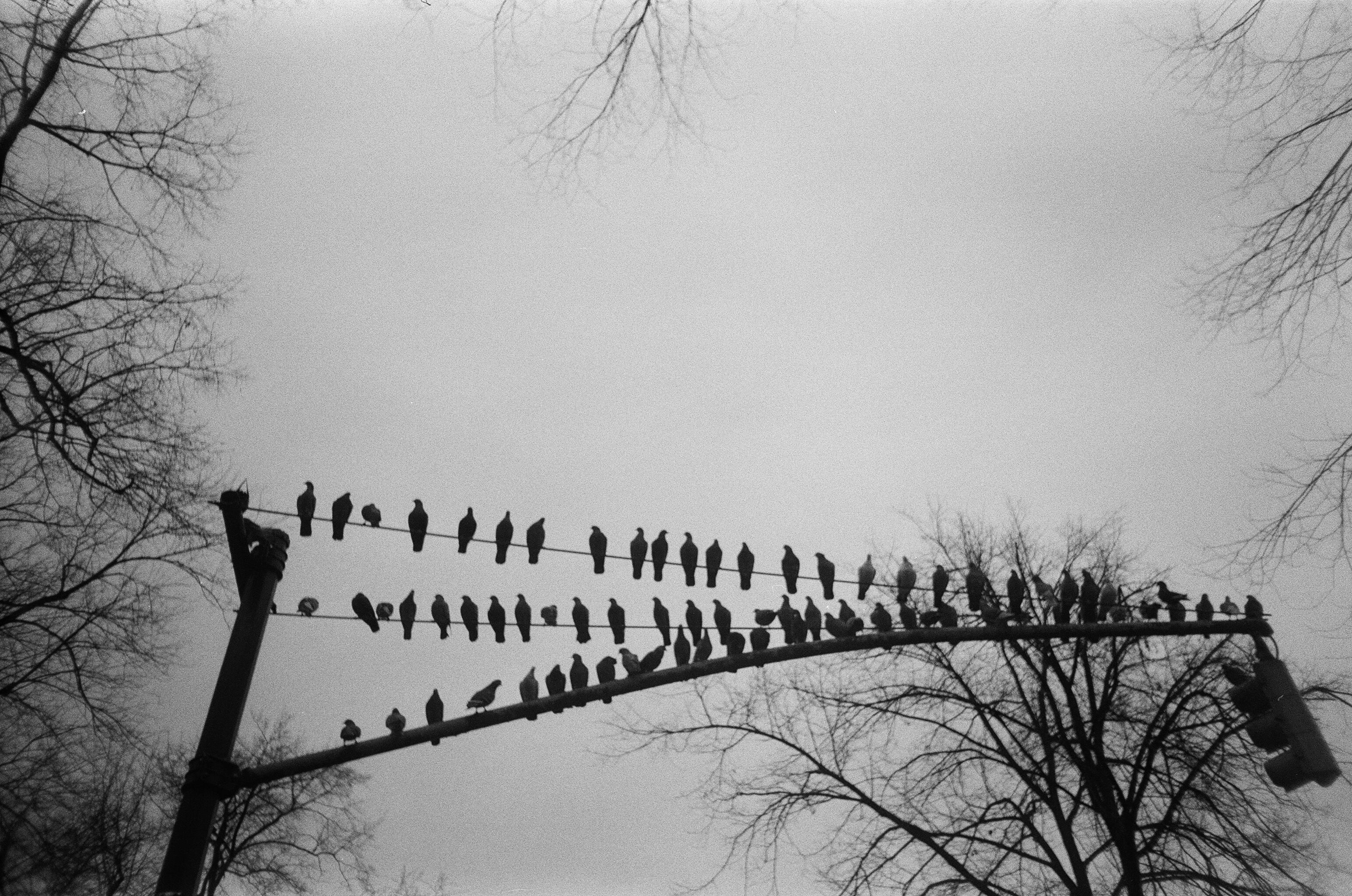 Los pájaros, una pasión del fotógrafo Julián Bustelo Drovandi.