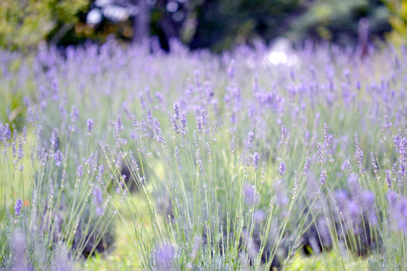 (Gentileza: Islavanda)