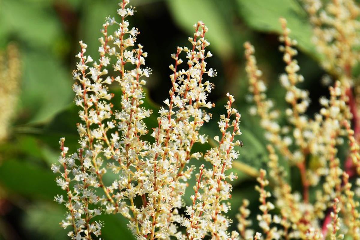 La planta del lejano oriente posee un hermoso follaje en forma de corazón | El comercio Peru