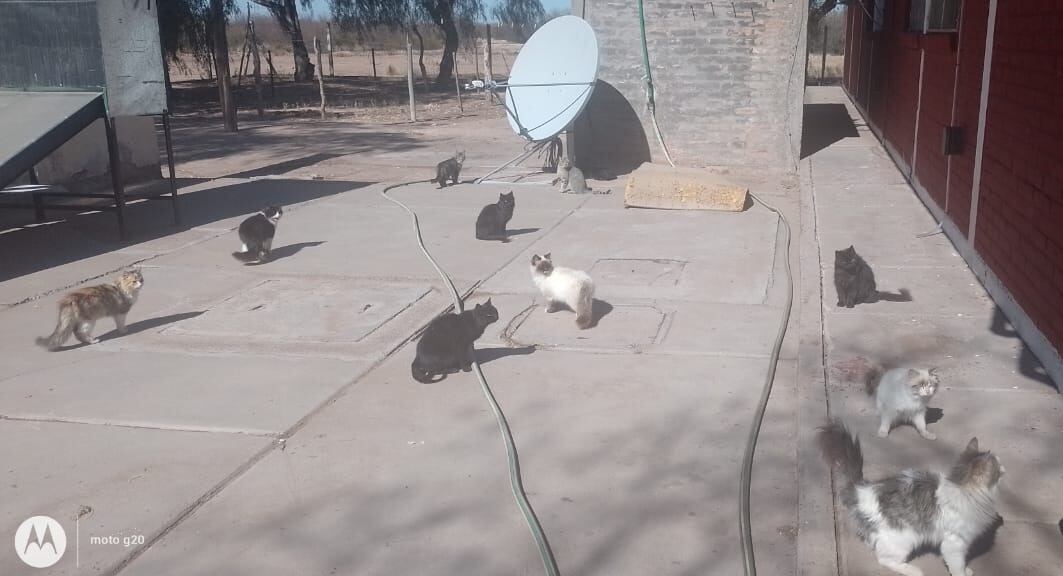 Contagio de enfermedades y predación: por qué no se permite el ingreso de mascotas a las áreas naturales. Foto: Gentileza Juan Pablo Coniglione