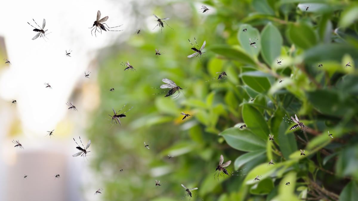 La llegada del verano viene con una de las mayores incomodidades que muchas personas sufren: la presencia de los mosquitos.