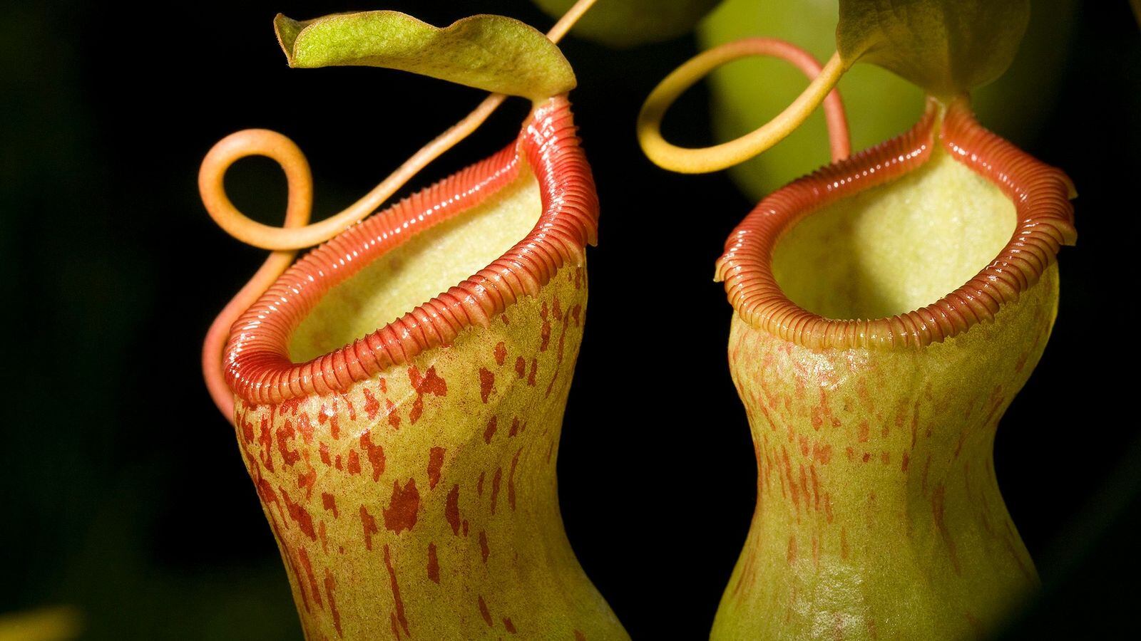 Esto es lo más grande que come una planta carnívora.