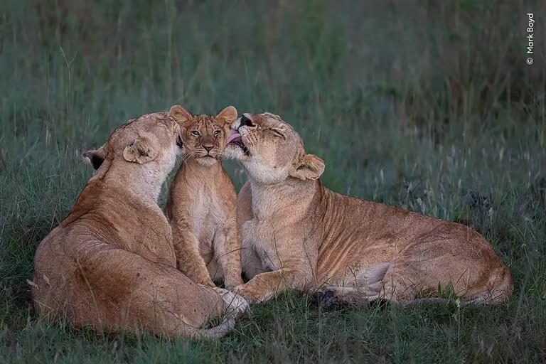 "Crianza compartida", de Mark Boyd Wildlife Photographer Of The Year