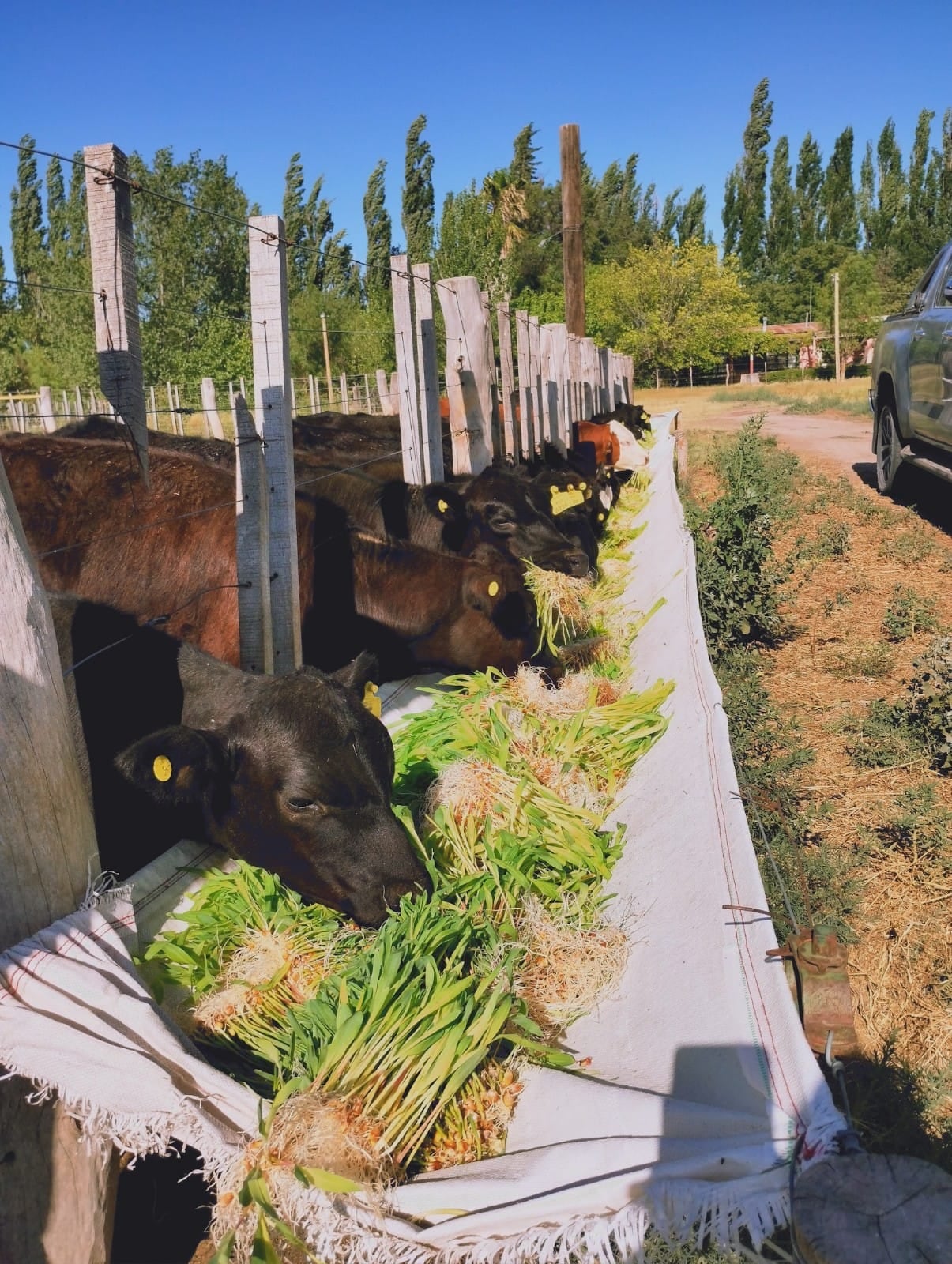 Ramiro Labay produce forraje hidropónico para alimentar al ganado.