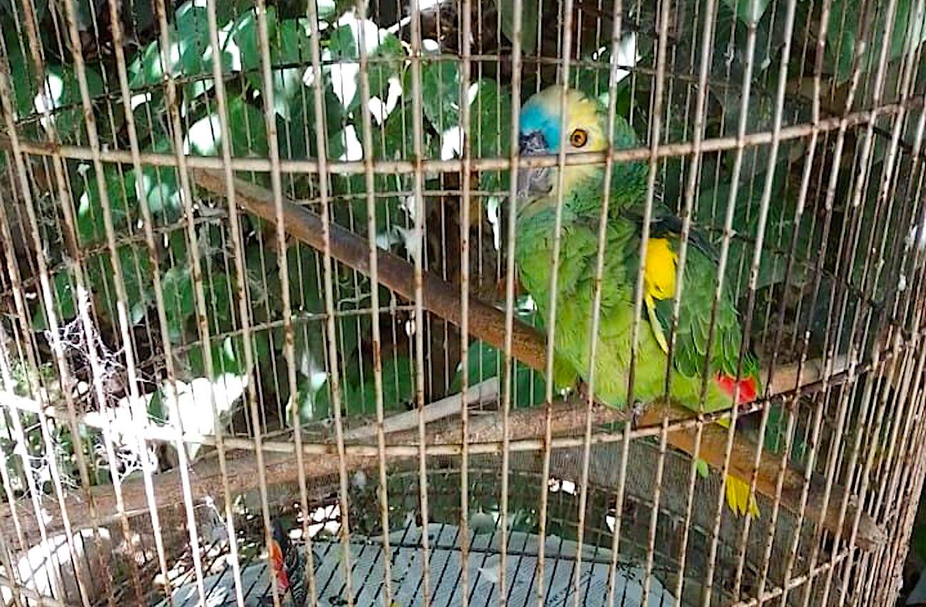 Inseguridad: delincuentes le robaron el loro a un matrimonio de jubilados en San Martín. Foto: Gentileza