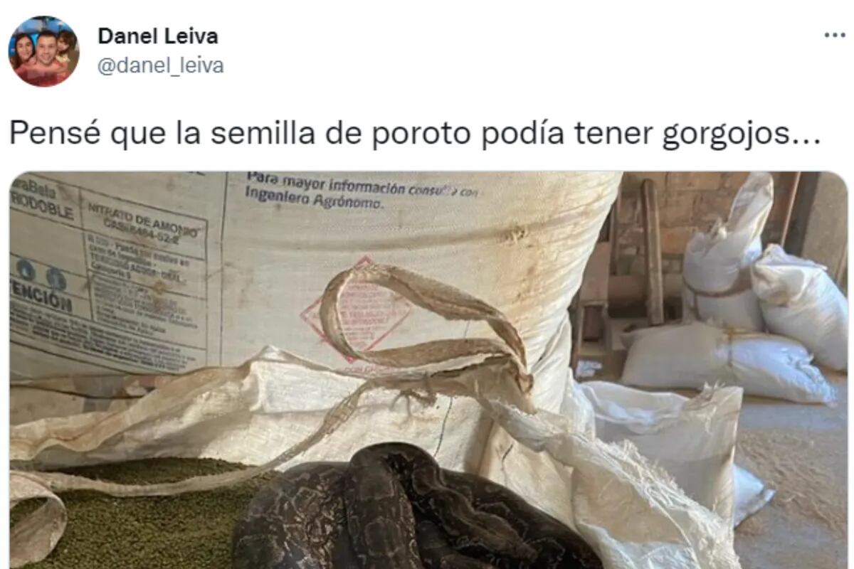 Descubrió una serpiente lampalagua en un lugar donde había poroto para sembrar. Foto: Web