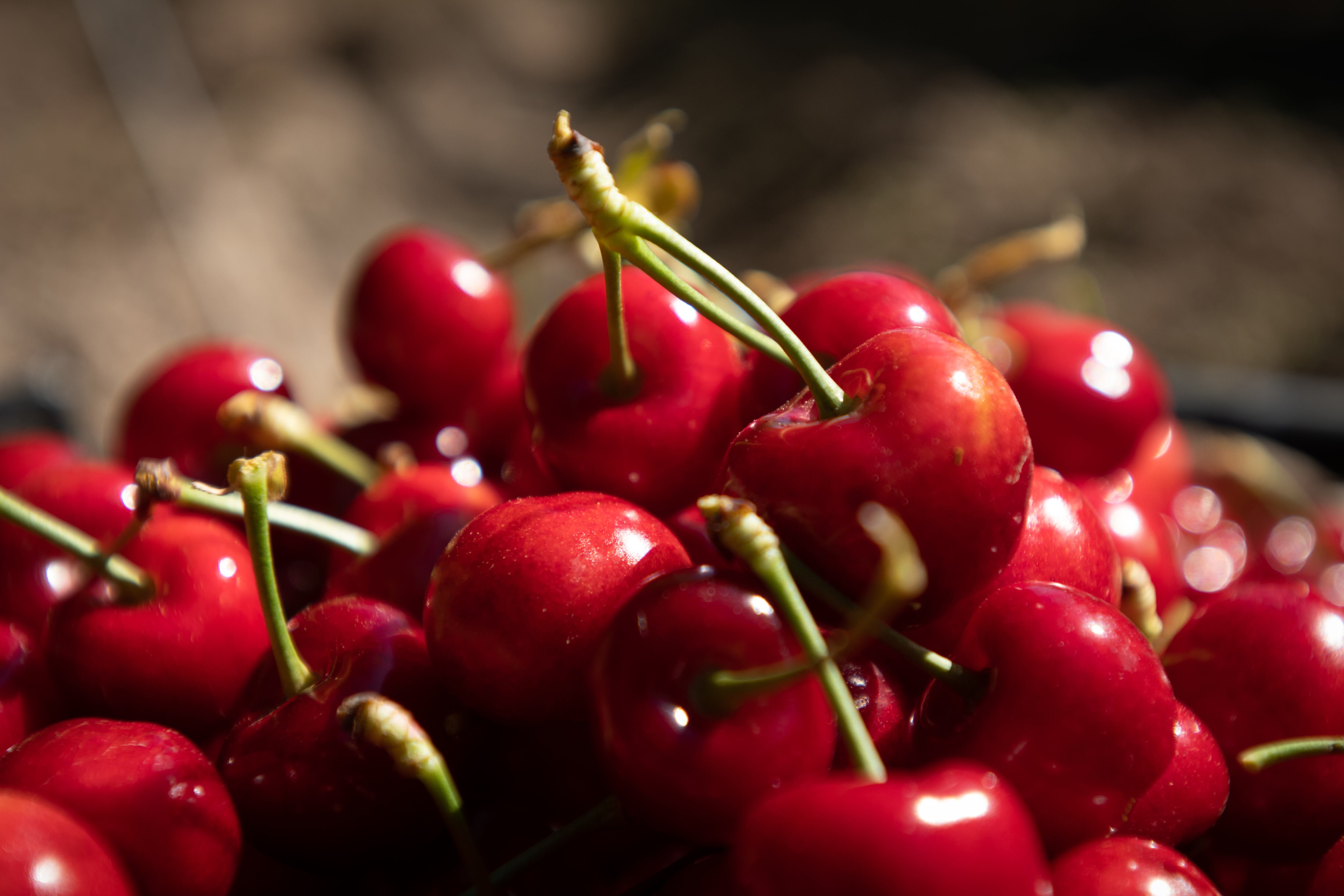 La superficie cultivada de cerezas en la provincia crece lentamente para responder a la demanda internacional.