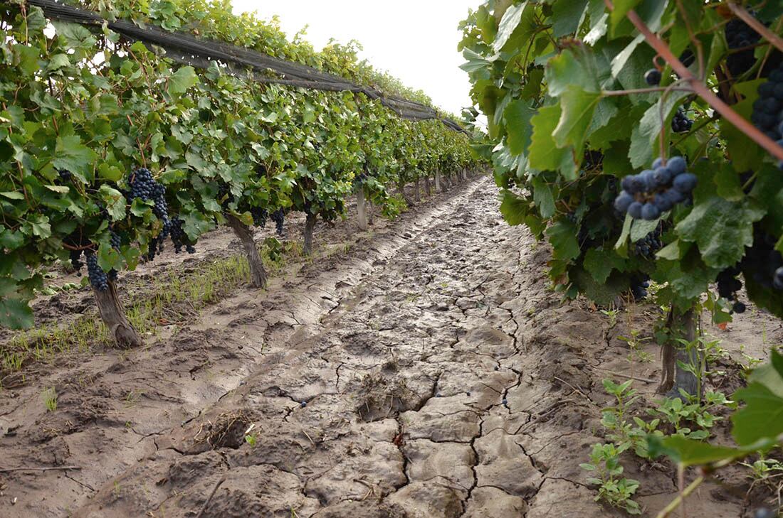 ALERTAN A LOS PRODUCTORES POR POSIBLES CAMBIOS EN EL MANEJO DEL VIÑEDO ANTE MAYOR DISPONIBILIDAD DE AGUA. 



FOTO PATRICIO CANEO LOS ANDES