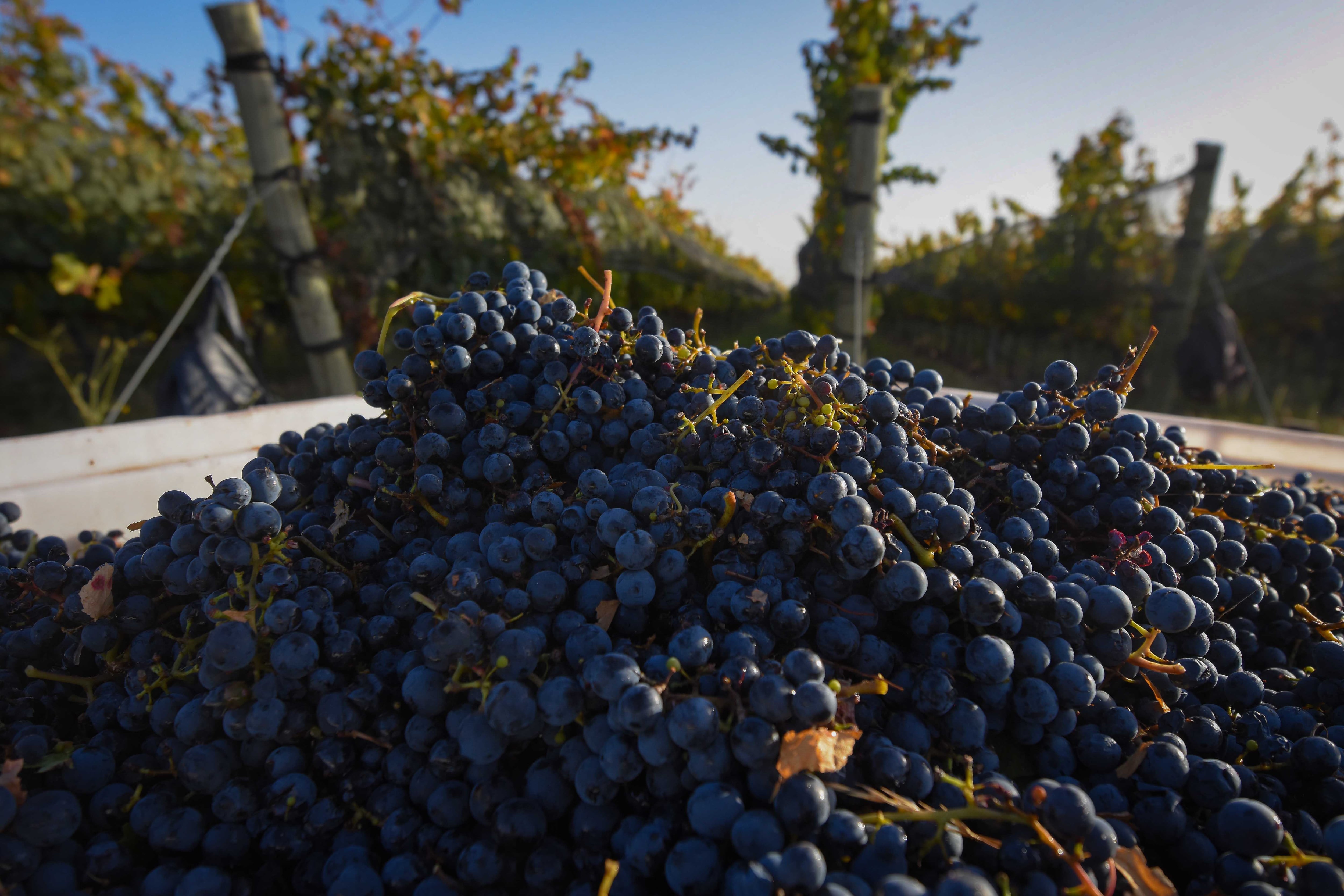 La cosecha de Malbec ya comenzó en algunas zonas. - Foto: Claudio Gutierrez / Los Andes