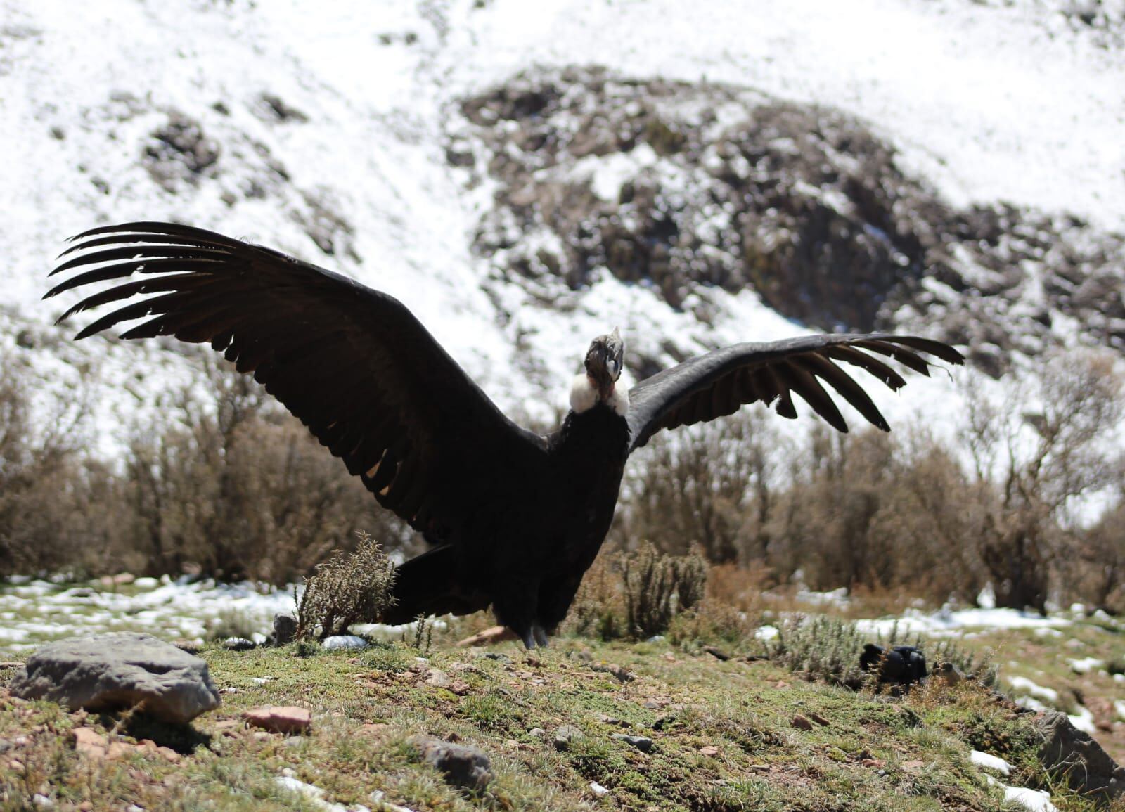 Fotos y videos: así fue la liberación de Ángel, el cóndor rescatado durante un megaoperativo en Potrerillos. Foto: Gentileza Martín García - Guardaparque Departamento de Fauna Silvestre