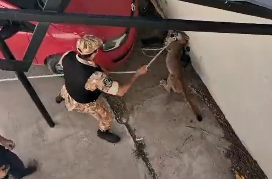 Video: encontraron un puma Alvear, lo sedaron para liberarlo y murió mientras era trasladado. Foto: Twitter @jp_navio