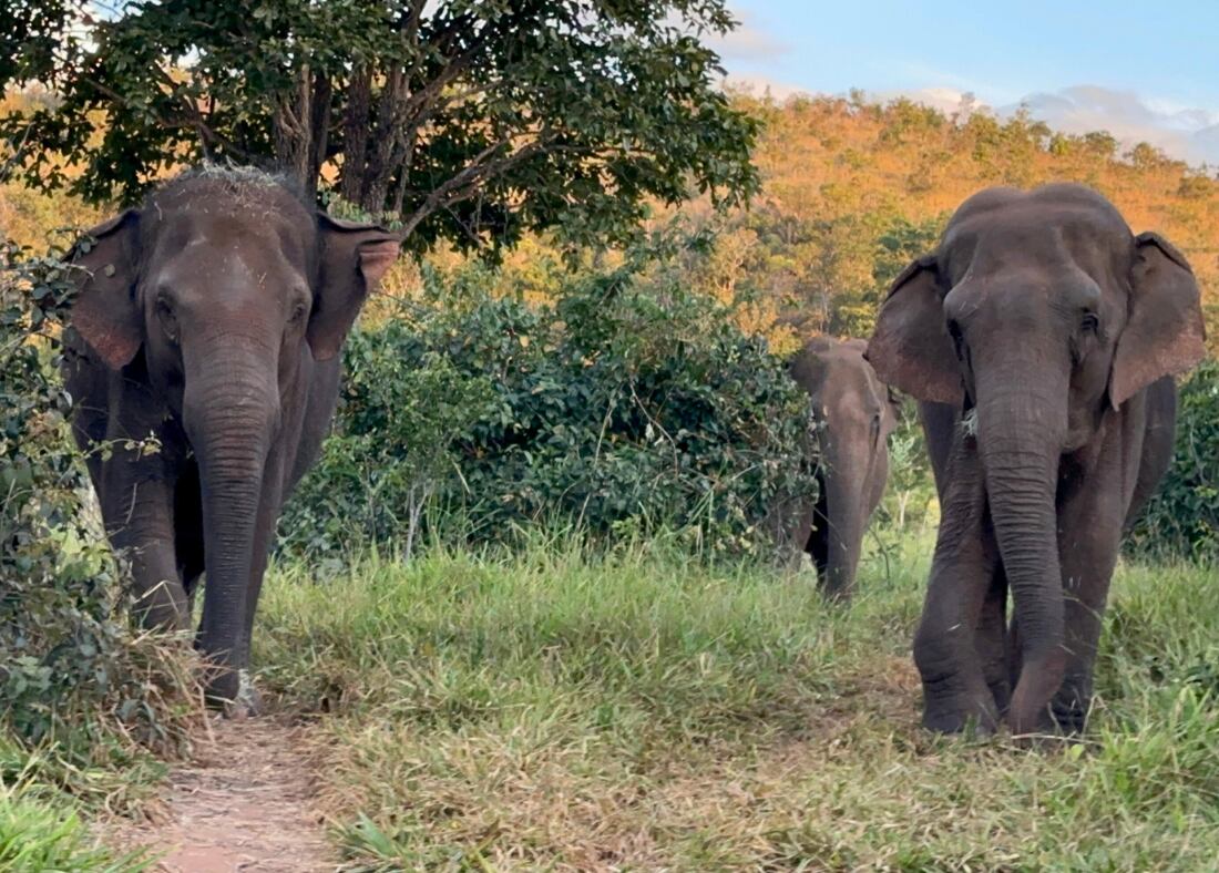 Fotos y videos: con mucho calor, pese a ser invierno, la elefanta Guillermina se volvió “noctámbula” en Brasil. Foto: Santuario Global de Elefantes