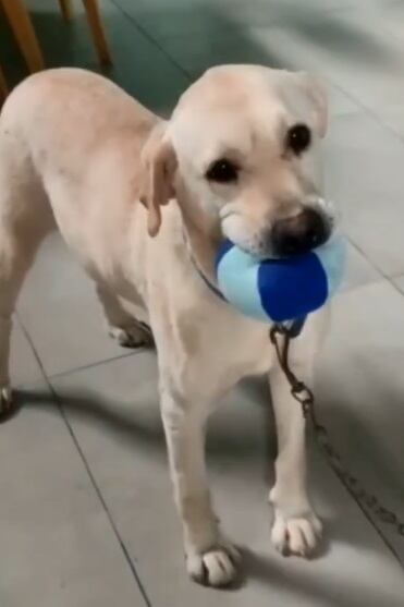 El antes y el después de Camilo, un perrito rescatado por el refugio "La Casita de Lula". Foto: La Casita de Lula