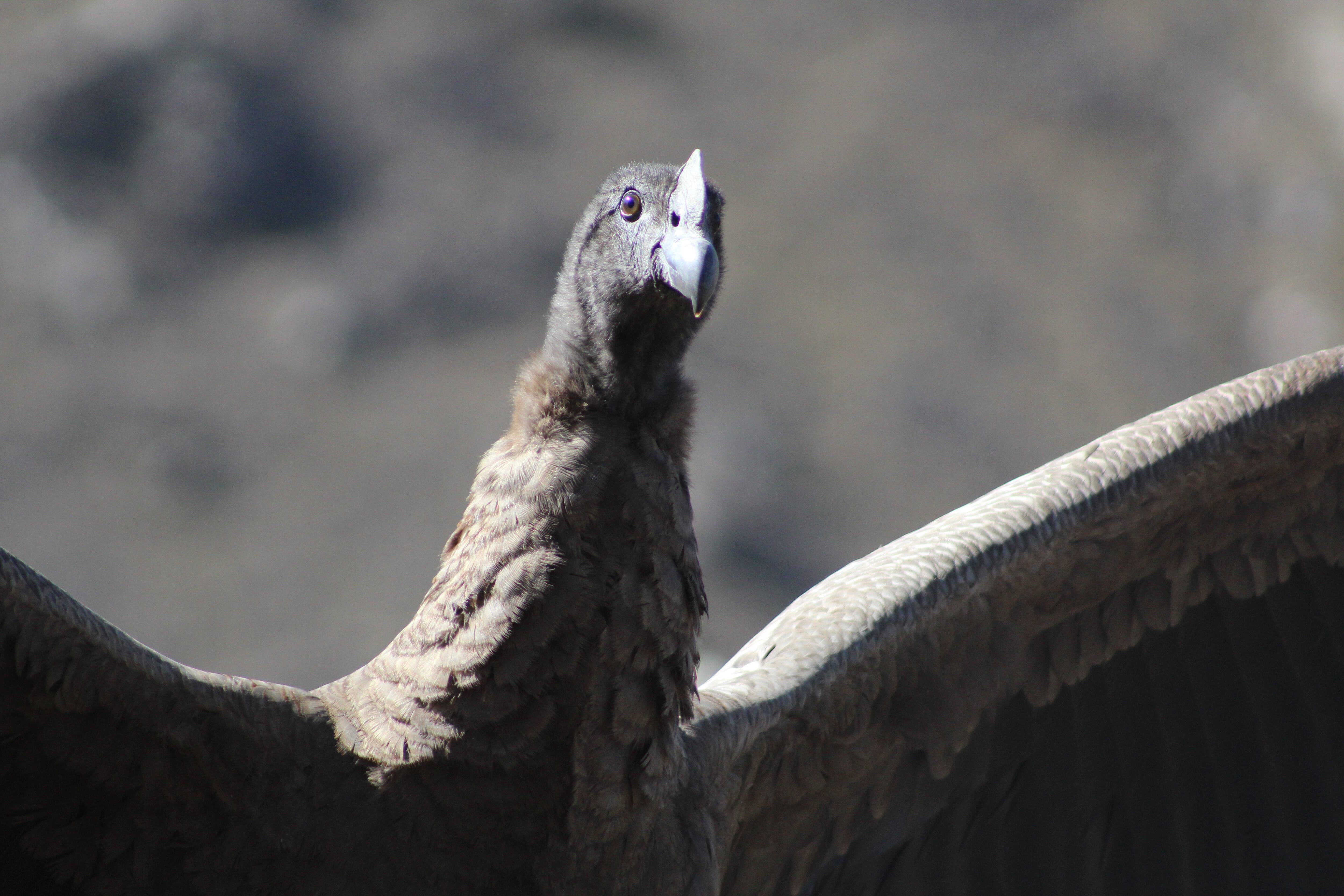 Impactantes fotos: así fue la emotiva liberación del cóndor Tupun Catu en el Cordón del Plata. Foto: Gentileza: Martín García (Departamento de Fauna Silvestre de Mendoza).