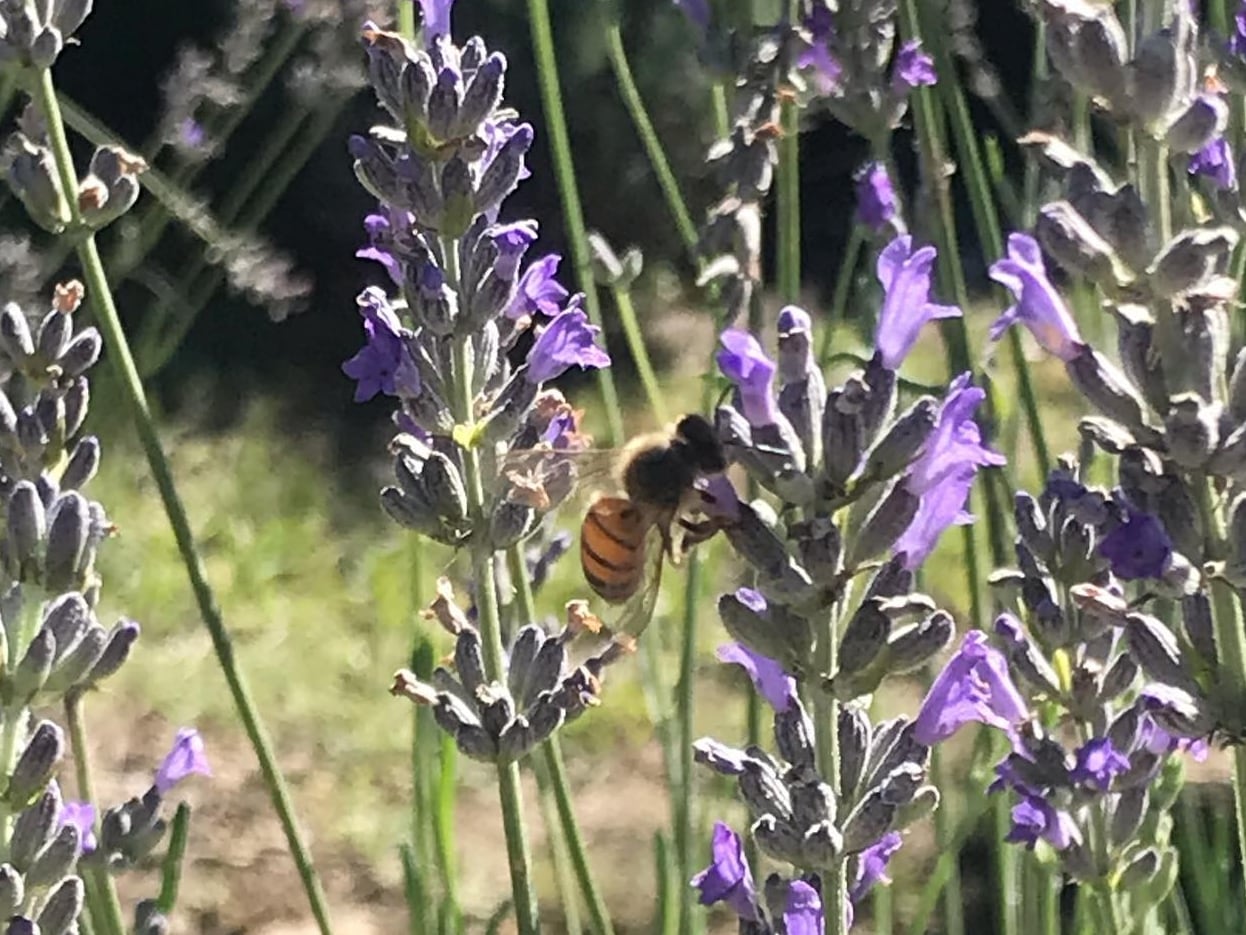 Un camino de lavandas en Los Reartes que atrae a propios y ajenos.