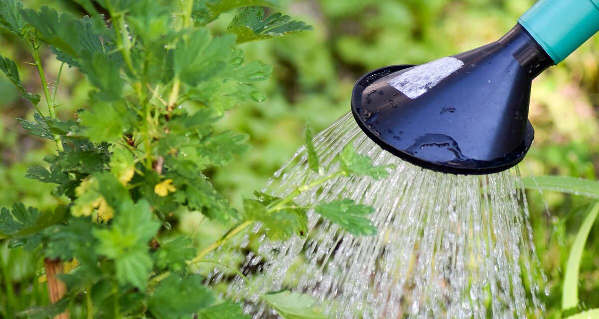 Esto ocurre si le echas cloro a las plantas del jardín