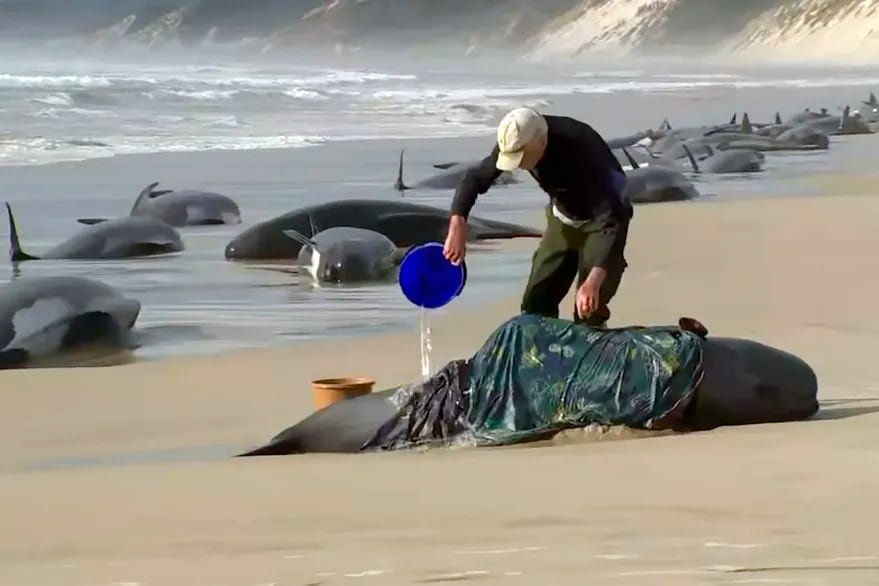 Los especialistas llevarán a las más fuertes al mar. Foto: AP