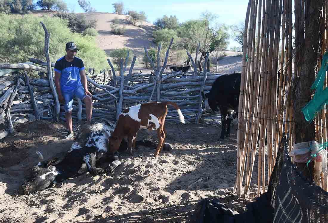 Sequía en los campos del departamento de Lavalle, los animales mueren de sed y  de hambre al no haber pasto por la escasez de lluvia en la zona.
Gustavo Gonzalez de un puesto del paraje El cavadito en el corral con una vaca muerta, preocupado porque su ternero peligra al no poder alimentarse. Foto José Gutierrez