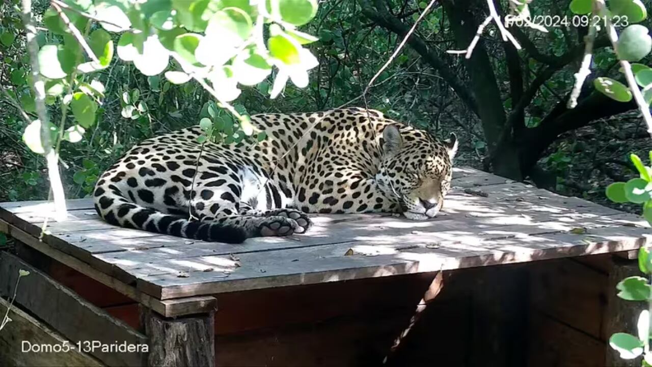 “El retorno del yaguareté es un símbolo de prosperidad de los parajes y pueblos vecinos al parque nacional”, destacó el gobernador de Chaco, Leandro Zdero. 
Foto: Fundación Rewilding Argentina.