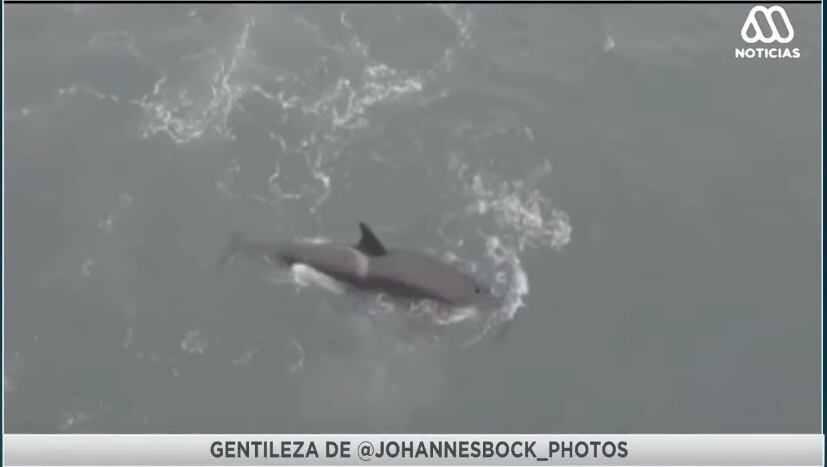 Orcas llegaron a la costa de Reñaca y dieron una postal inusual (@Johannesbock_Photos / Mega)