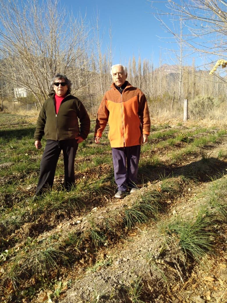 Catalina Portel y Gustavo Bruno en su plantación de azafrán