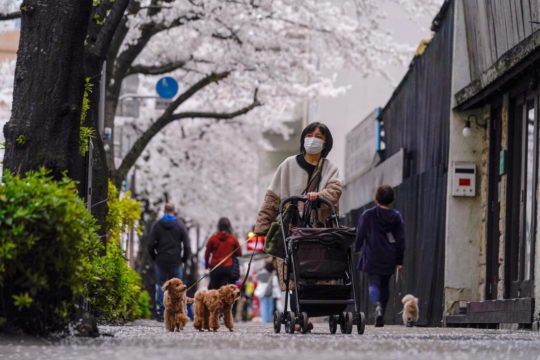 Las flores de cerezo, o “sakura”, son las flores favoritas de Japón y normalmente alcanzan su punto máximo entre finales de marzo y principios de abril. (AP /Kiichiro Sato)