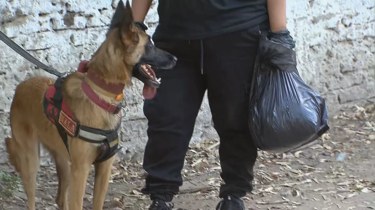 Perros adiestrados durante el allanamiento a comienzo de semana. 