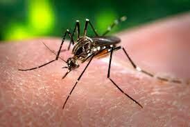 Mosquito que transmite el dengue.