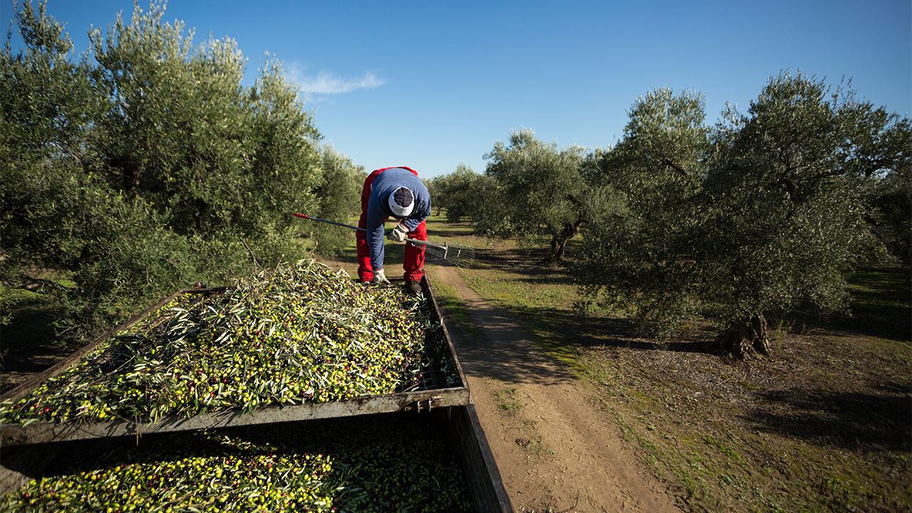 Mendoza perdió en cuatro años alrededor del 30% de su superficie cultivada. 