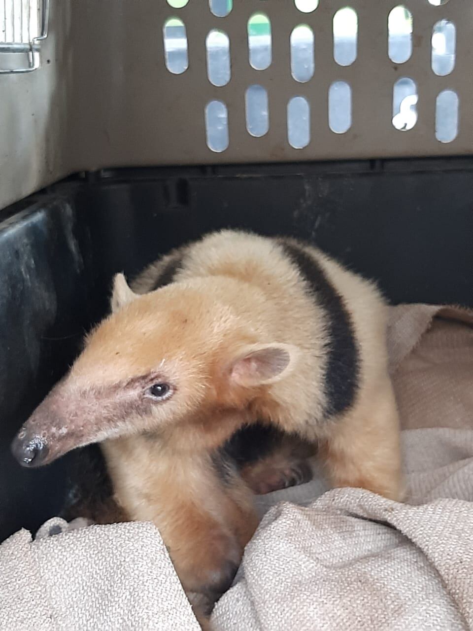 Fotos y video: un oso hormiguero traído de forma ilegal a Mendoza sorprendió a unos puesteros en Santa Rosa. Foto: Gentileza Fundación Cullunche.