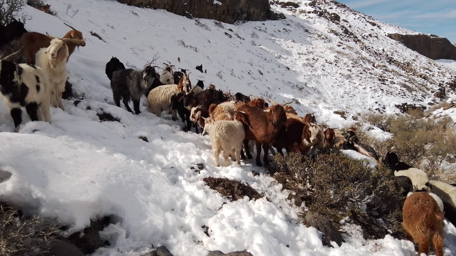 Un perro mantuvo vivas a 30 cabras en medio de la cordillera y durante 10 días de temporal de nieve. Foto: Gentileza