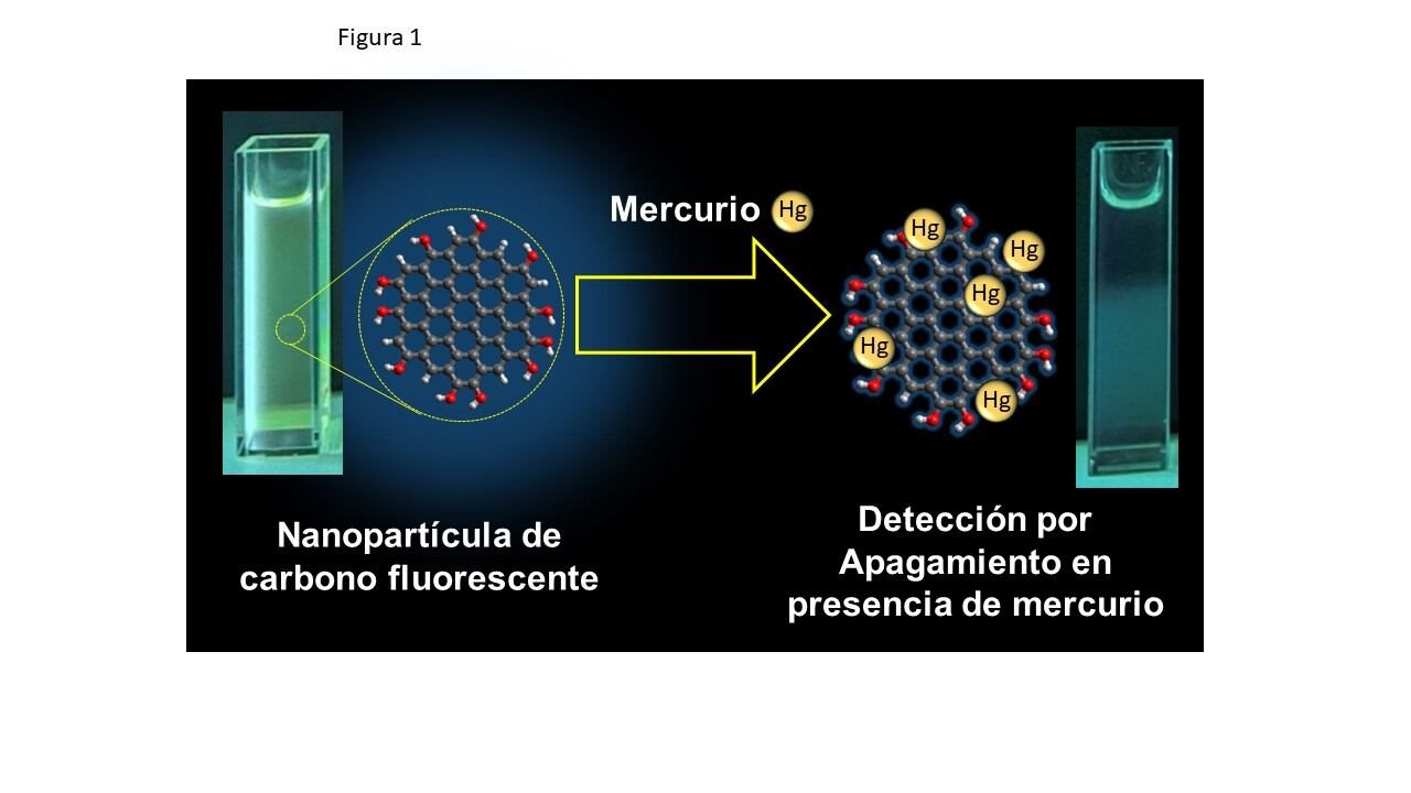 Figura 1: Cambio de color (apagamiento de la fluorescencia) en presencia de iones de mercurio tóxicos para la salud humana y animal.