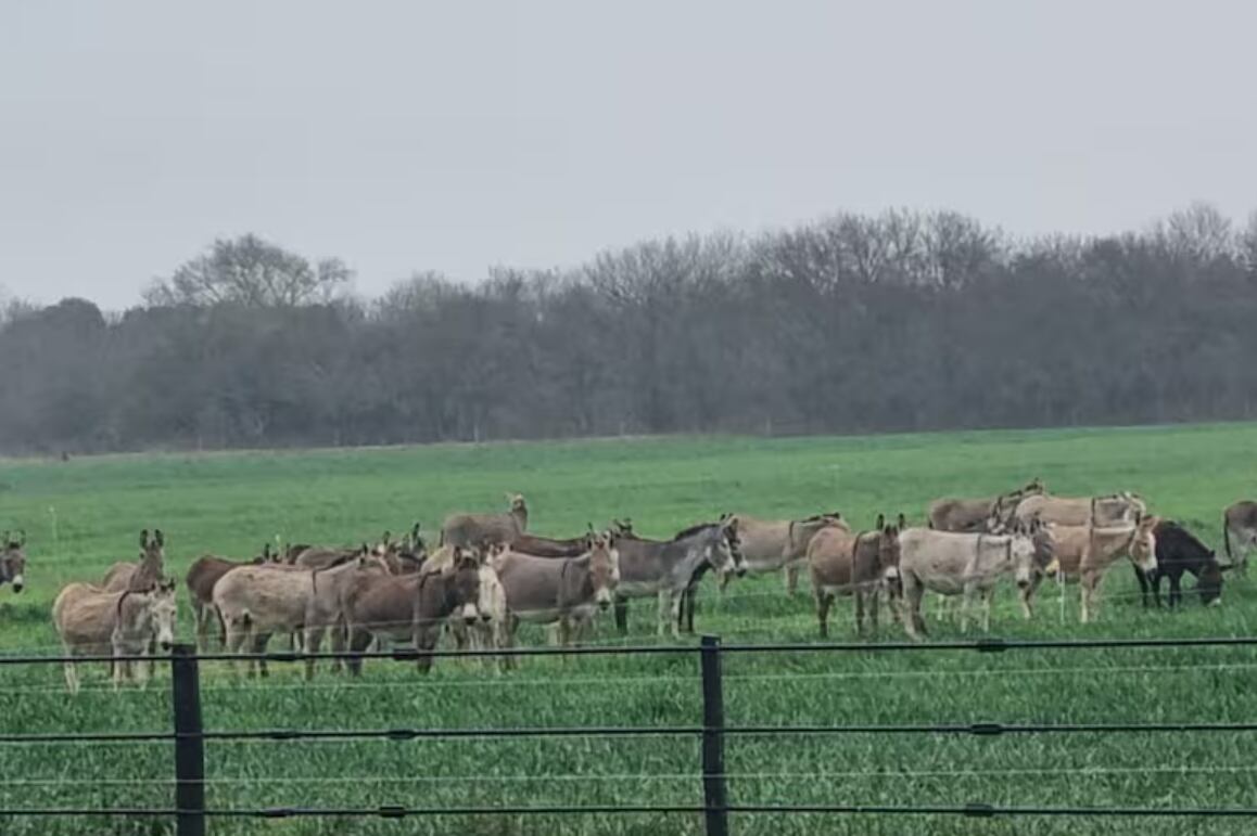 La leche de burra tiene un nivel muy bajo de caseína y una digestibilidad mucho más fácil que la de vaca. Foto: La Nación