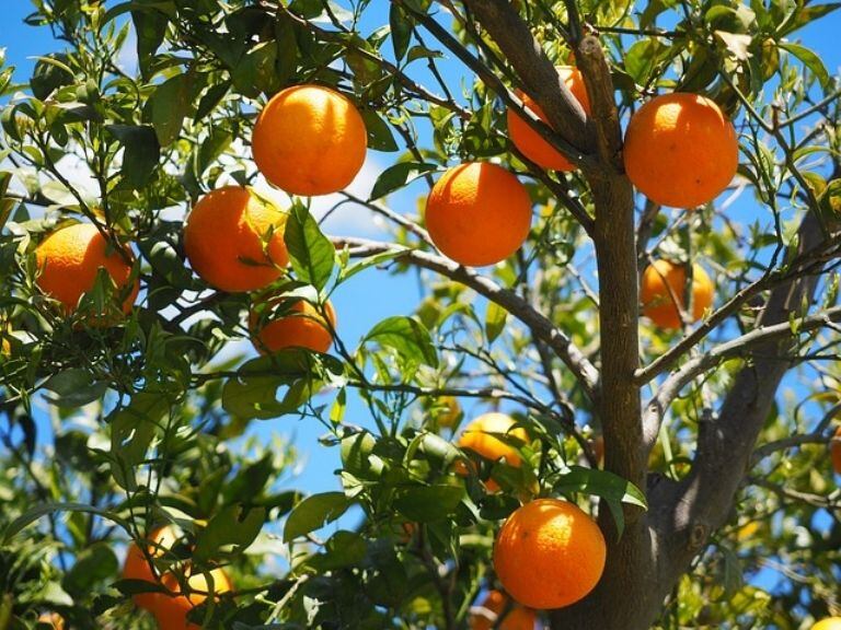 Este es el modo de poder tener tu propio árbol de naranja.