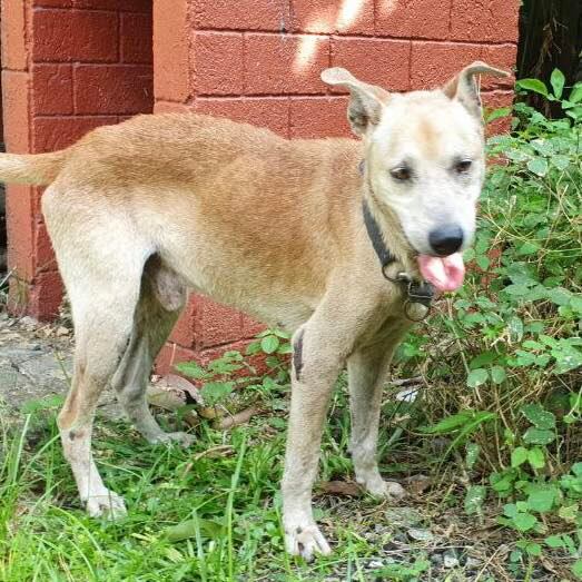 Morgan fue encontrado en las inmediaciones de un hospital  de Manila donde su amo falleció a causa de un cuadro de covid-19. Foto: Animal Kingdom Foundation