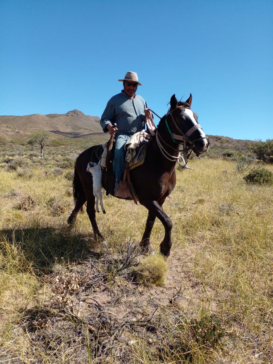 Productores del Sur reclaman una ley que repare las pérdidas de sus animales cazados por pumas. Foto: Gladys Vázquez.