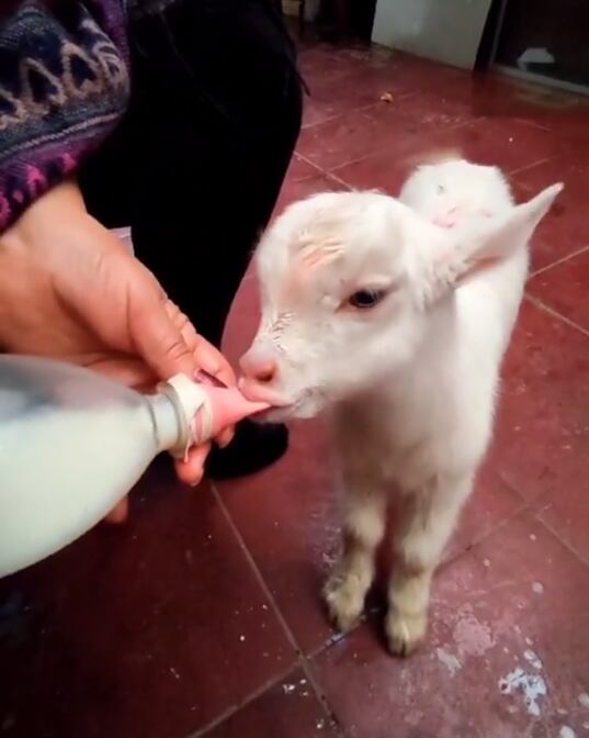 Una de los chivos con su biberón. Foto Captura: TikTok / @nataliavalev