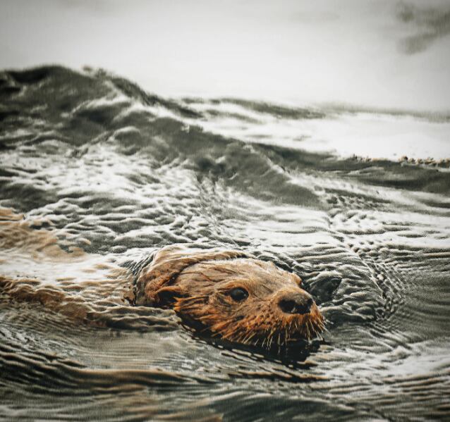 La isla chilena ubicada frente a La Serena y que permite disfrutar de delfines, pingüinos y ballenas. Foto: Instagram @ca.chalote