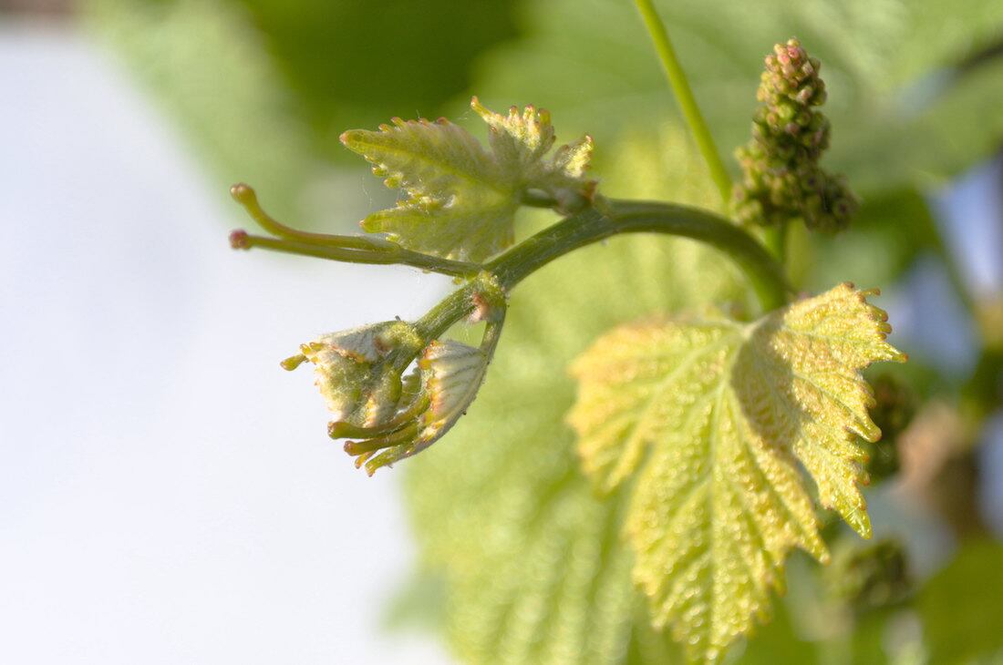 Fotografía de un ápice meristemático de Malbec. A partir de este tejido se extrajo el ADN y se analizó su epigenoma.