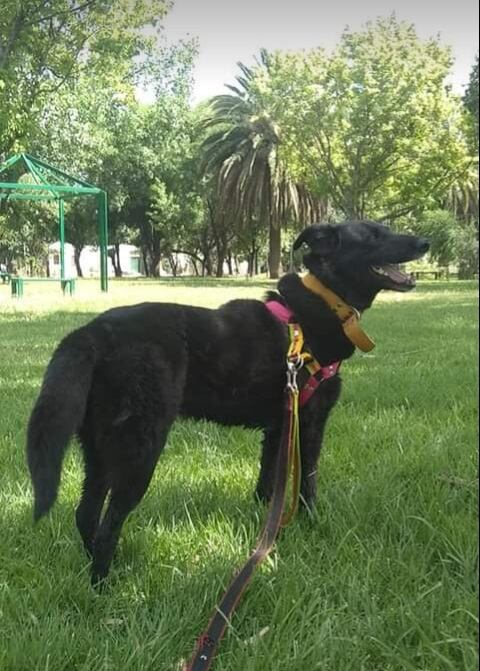 Yessi, la perrita adoptada que cambió la vida de toda una familia y es fiel compañera de los Bomberos. Foto: Gentileza.