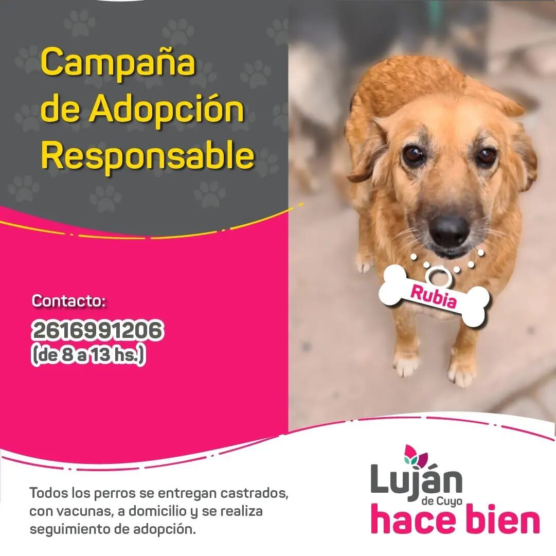 La original campaña en redes con que Luján busca dar en adopción a 9 perritos rescatados de situaciones traumáticas. Foto: Facebook Municipalidad Luján de Cuyo