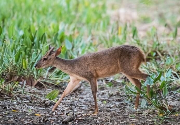 Qué se sabe de la especie de ciervo avistada por primera vez en Mendoza: podría haber 5 ejemplares. Foto: Gabriel Rojo - Categorización de Mamíferos de Argentina (Imagen ilustrativa)